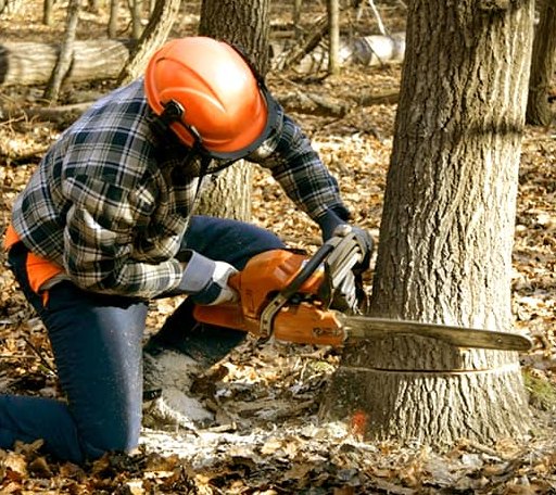 Tree Removal in Hudson, IN
